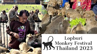 Lopburi Monkey Festival November 2023  Unique Monkey Buffet Festival [upl. by Ahtaela]