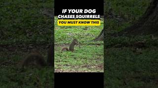 Does Your Dog Chase Squirrels You Must Know This 🐿️ dogtrainer dogtraining puppytraining dogs [upl. by Ase454]