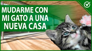 🐱 Mudanza con Gatos  Acostúmbralo a una Nueva Casa sin Estrés 🐱🏠 [upl. by Anneehs]