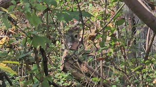 Bootleggers Run  Creve Coeur Missouri Hiking [upl. by Yblocaj]