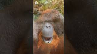 Exploring the Wild World of Orangutan 🦧  animal orangutan [upl. by Dodson732]