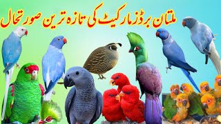 Multan Sunday Birds Market Rasheedabad 06 October 2024  pakistan bird market video Part 3 [upl. by Akemej]