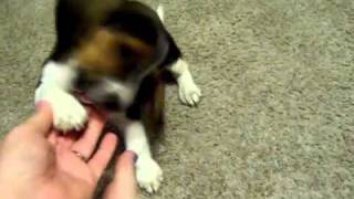 Beagle Basset Hound Mix [upl. by Yna]