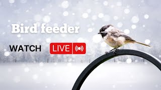 Live Bird Feeder Cam Dry winter [upl. by Stovall]