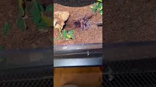 Pterinopelma sazimai Brazilian Blue Tarantula shorts shortsfeed shortsvideo [upl. by Nye]