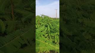 How look Sesbania Bispinosa Plants at Evening Time sesbania leafclick [upl. by Ruffo262]