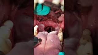 Laryngeal Paralysis Dog Video Lar Par in Dogs [upl. by Oile]