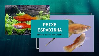 Peixe Espadinha [upl. by Aicirtam]