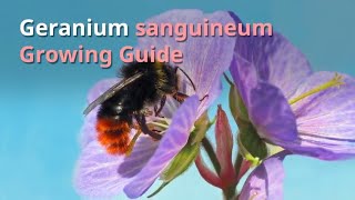 Geranium sanguineum Growing Guide [upl. by Ojillib930]