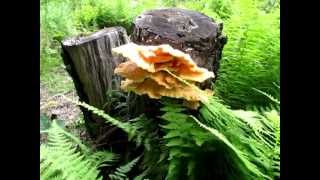 Sulpher Polypore quotLaetiporus sulphureusquot Foraging for Wild Mushrooms in Maine 2013 [upl. by Yaniv]