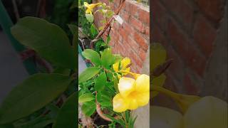 allamanda flower plant car tips for your आलमंड flower plant [upl. by Gnaht420]