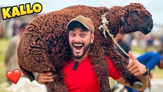 ALHAMDULILLAH QURBANI KE LIE 21 HAZAR KA DUMBA LE LIA 😍  mandi Vlog Bakra Eid 🥰 [upl. by Philender]