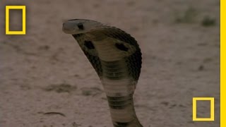 Cobra vs Mongoose  National Geographic [upl. by Nowaj]