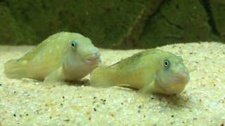 WC Spathodus erythrodon Kigoma brooding pair  PISCES [upl. by Sherrie]