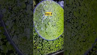 How Fast duckweed can grow  Insane growth 😍 shorts plantedtank aquascape aquarium shortvideo [upl. by Cindy]