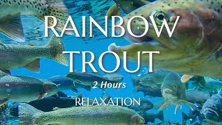 Rainbow Trout Swimming and Spawning in Montana Lakes and Streams  2 Hours or Underwater Relaxation [upl. by Adebayo]