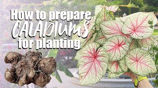 How to grow caladiums from bulbs  De eyeing caladium bulbs  Planting caladium [upl. by Eenhpad]