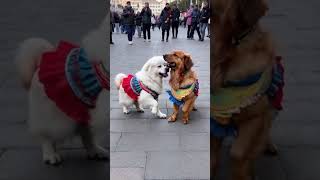 Two cute dogs dancing [upl. by Yboj]