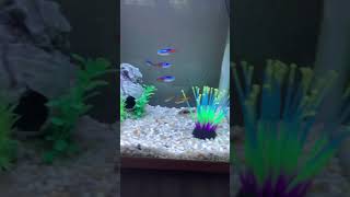 Ember tetras corydoras and neon tetras living peacefully together fishtank [upl. by Legna722]