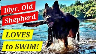 10yr Old German Shepherd LOVES to Swim amp Retrieve [upl. by Cartan]