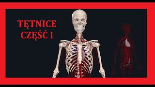 ANATOMIA TĘTNICE GŁOWY I SZYI CZĘŚĆ 1 [upl. by Ahsinawt160]