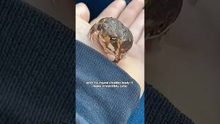 I’ve never seen a frog quite like this—it can’t jump or swim shorts shortvideo funny cute pet [upl. by Eendyc]