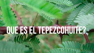 QUE ES EL TEPEZCOHUITE [upl. by Leilamag]