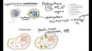 Photosynthetic Cell Structure Cyanobacteria and Algae geobiology [upl. by Neelloc]