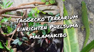 Taggecko Terrarium einrichten Phelsuma malamakibo [upl. by Jim947]