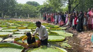 Girl sat on Giant Lily YVU Kadapa [upl. by Anayia]