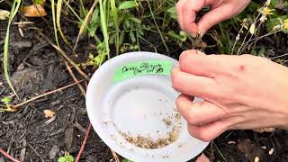 How to harvest Dense Blazing Star Liatris spicata seeds [upl. by Nylarak]