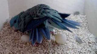 Lineolated Parakeet hen seen laying an egg [upl. by Dodie]