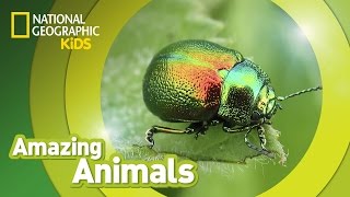 Beetle 🐞  Amazing Animals [upl. by Areek74]