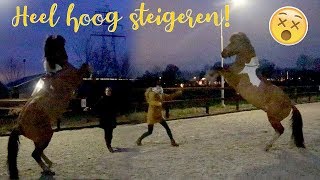 BOKKEN SPRINGEN en heel hoog STEIGEREN  felinehoi VLOGMAS 163 [upl. by Dustan]