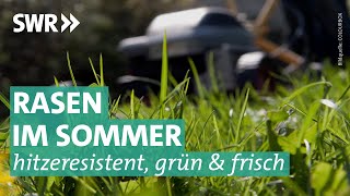 Hitzeresistenter Rasen Damit alles im grünen Bereich bleibt  Marktcheck SWR [upl. by Chiarra617]