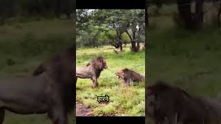 A male lion war against the Lion King dispute shorts animals [upl. by Palmer37]