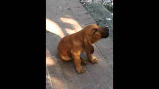 Bloodhound puppy howling to goose call [upl. by Reltuc]