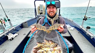 Giant Spring PERCH3 man LIMIT in 2hrs [upl. by Applegate288]