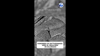 Watch hundreds of rattlesnakes in a megaden from the safety of your computer [upl. by Aivatnwahs793]