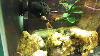 New Fish Keepers Often Find quotDeadquot Loaches In The Tank [upl. by Naginnarb]