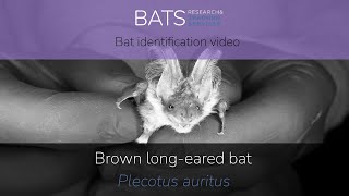 Brown longeared bat Plecotus auritus identification training video [upl. by Heron]