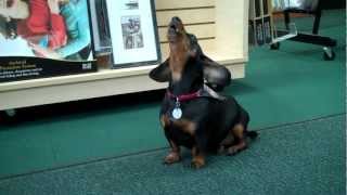 Henry the Dachshund Crying for Mommy [upl. by Blancha]