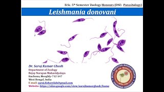 Leishmania donovani [upl. by Ithaman]