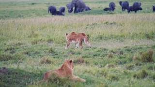 Panasonic GH5  Masai Mara Safari  May 2017  Lions Hunting [upl. by Namie62]