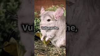 Chinchillas haben das weichste und dichteste Fell der Welt [upl. by Colp]