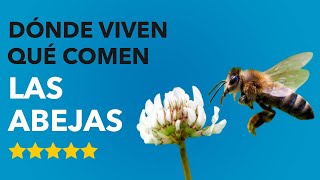 Dónde VIVEN las ABEJAS y QUÉ COMEN 🐝😮¡ASOMBROSO [upl. by Verne462]