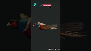 Ringneck Pheasant Hunting Shorts wildhunting gaming huntinggrounds [upl. by Mona]