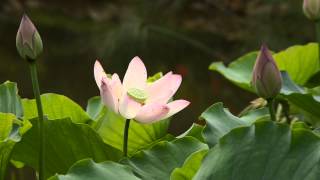 荷花城門谷公園  SchneiderKreuznach RetinaTeleXenar 135mm f4 [upl. by Annahsor]