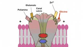 Neurotransmisor aminoácido GLICINA [upl. by Rob]