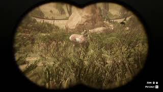 110 Baja California Pronghorn Buck location RDR2 [upl. by Egide947]